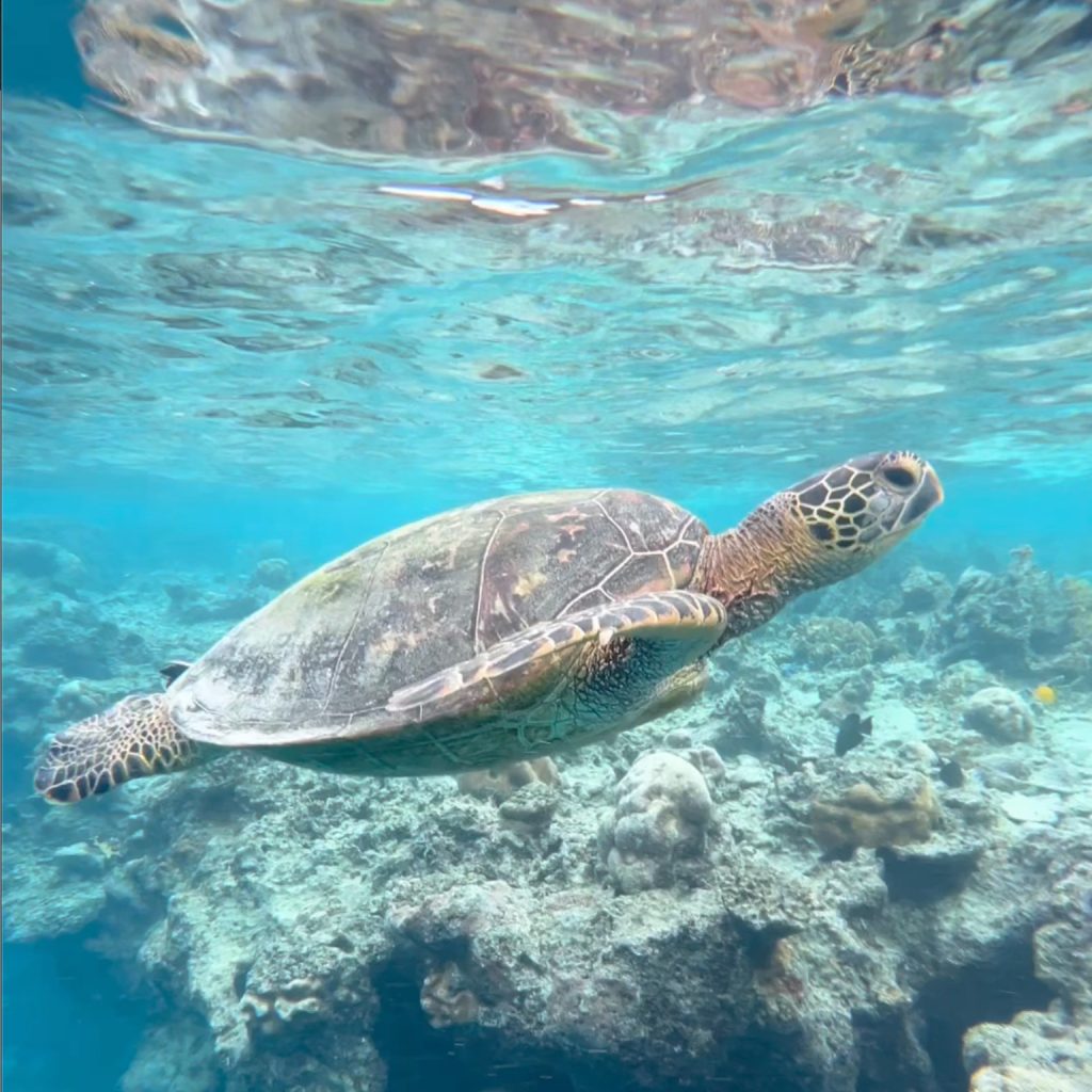 Swimming with Turtles in Rarotonga - Joyful Stories